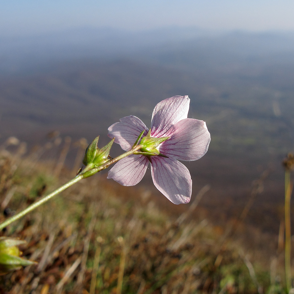 Изображение особи Linum tenuifolium.