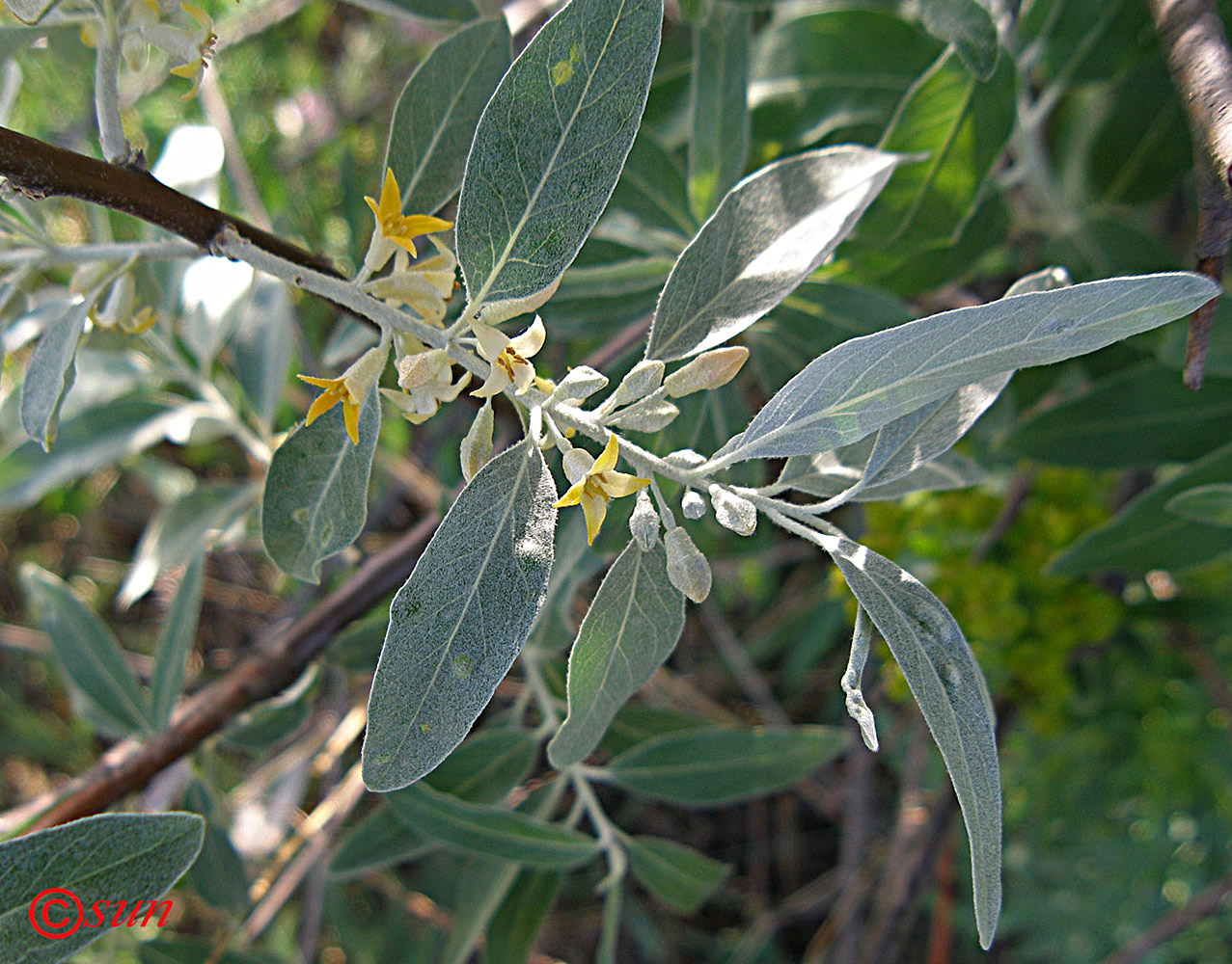 Image of Elaeagnus angustifolia specimen.