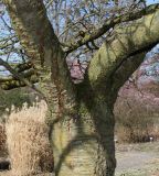 Prunus serrulata. Верхняя часть ствола с основаниями скелетных ветвей ('Shirotae'). Германия, г. Дюссельдорф, Ботанический сад университета. 10.03.2014.