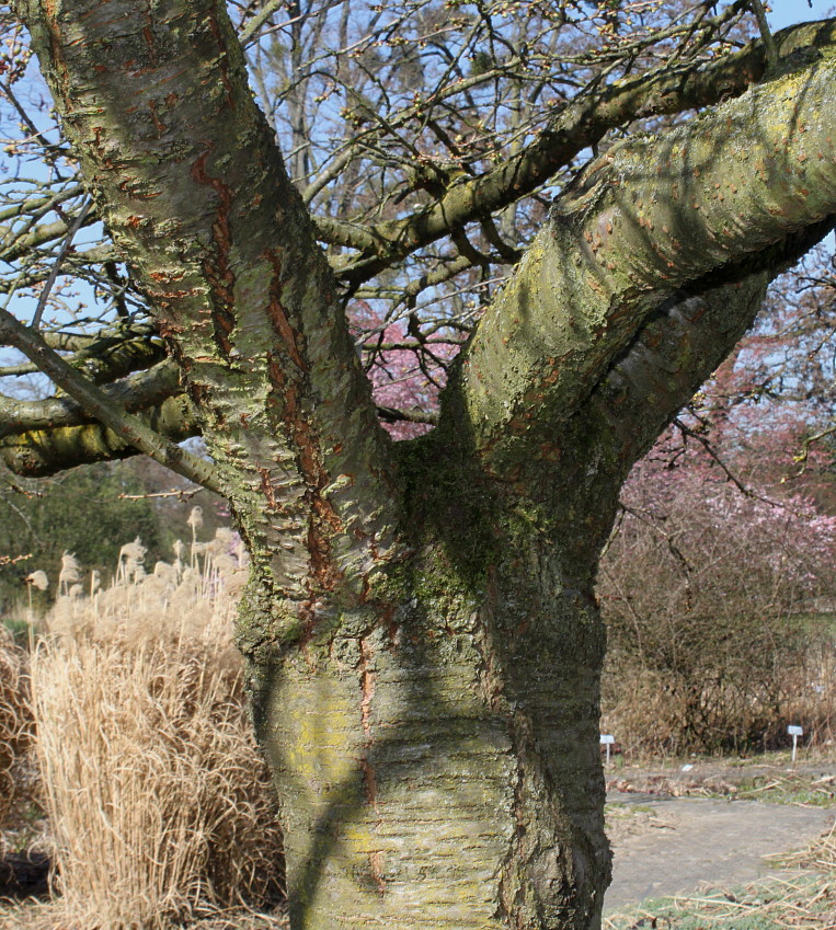 Image of Prunus serrulata specimen.