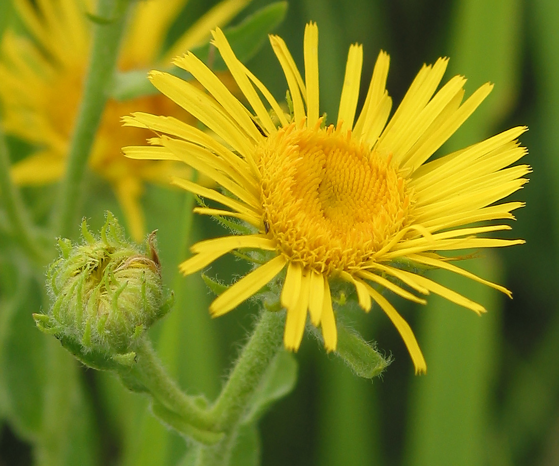 Изображение особи Inula britannica.