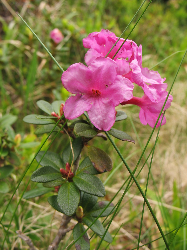 Image of Rhododendron kotschyi specimen.