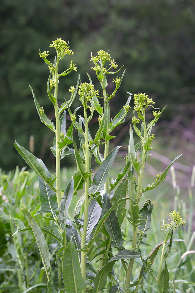 Image of Bunias orientalis specimen.