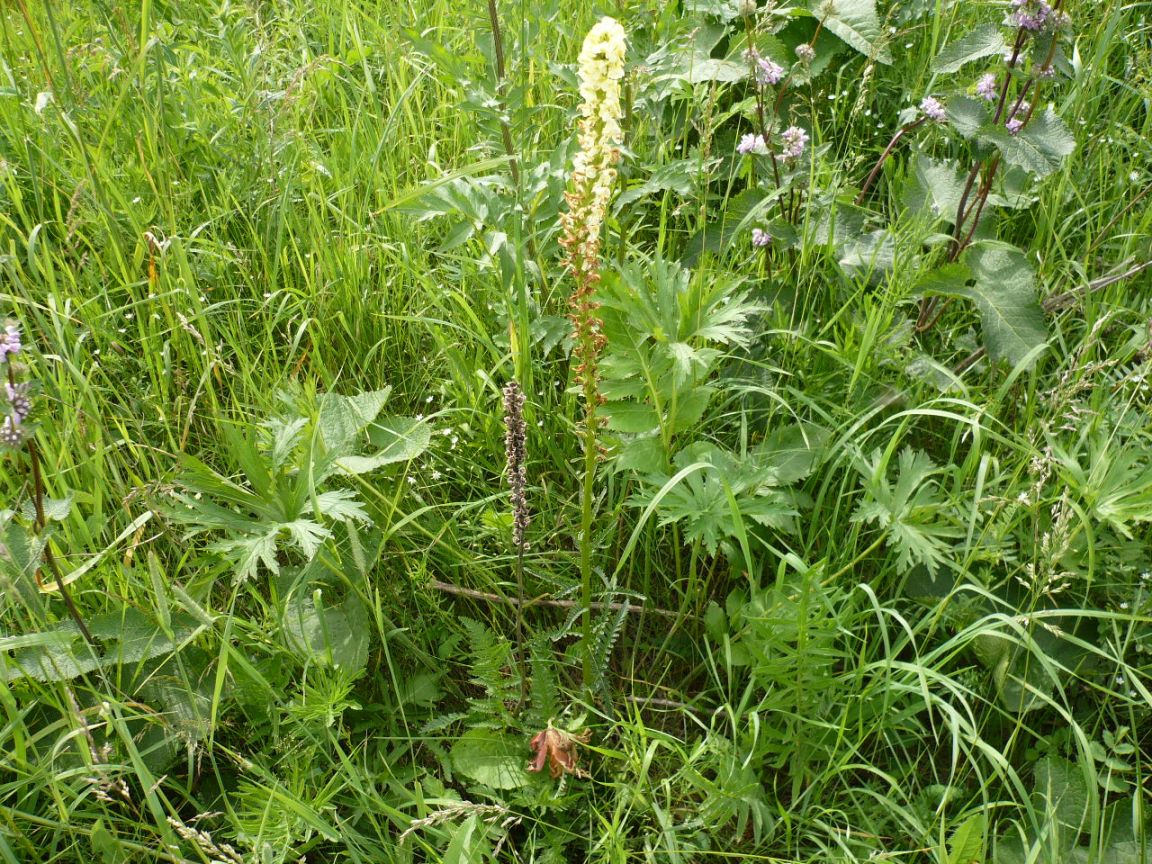 Image of Pedicularis incarnata specimen.