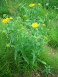 Inula britannica