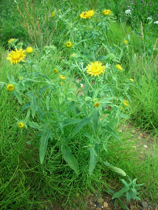 Image of Inula britannica specimen.