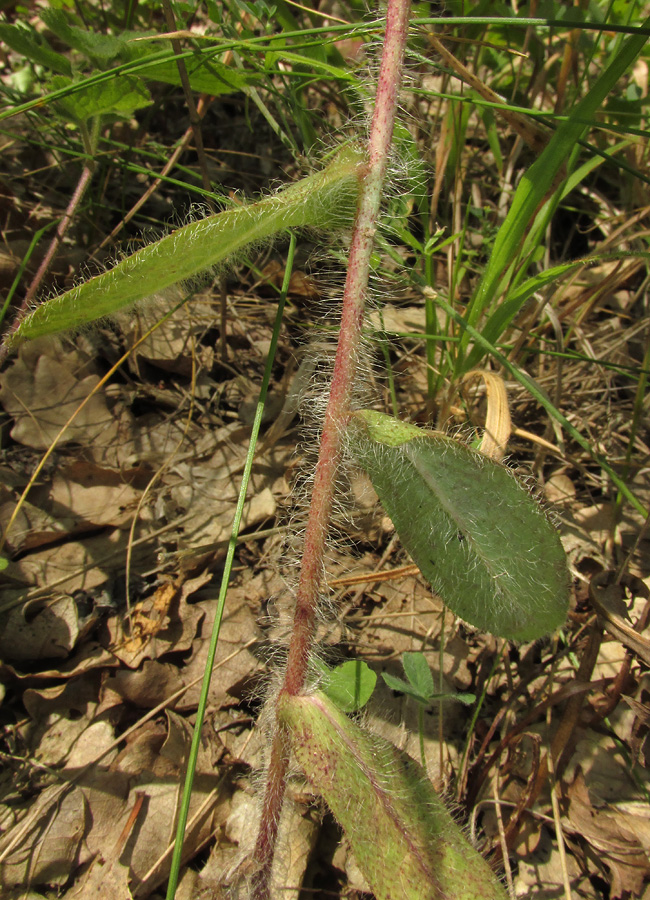 Image of genus Hieracium specimen.