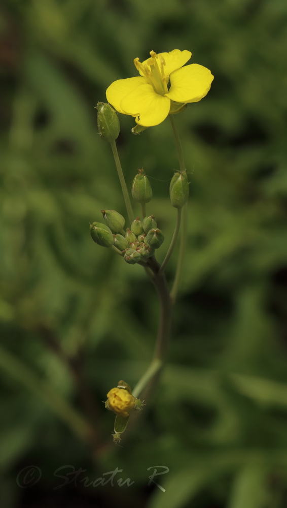 Image of Diplotaxis tenuifolia specimen.