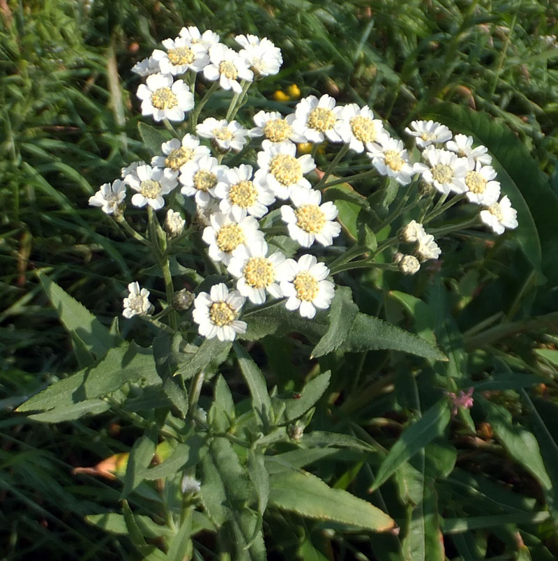 Изображение особи Achillea cartilaginea.