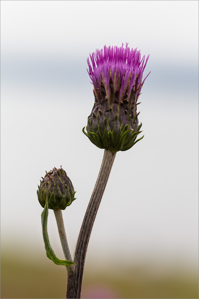 Image of Cirsium heterophyllum specimen.