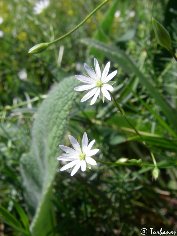 Image of Stellaria graminea specimen.