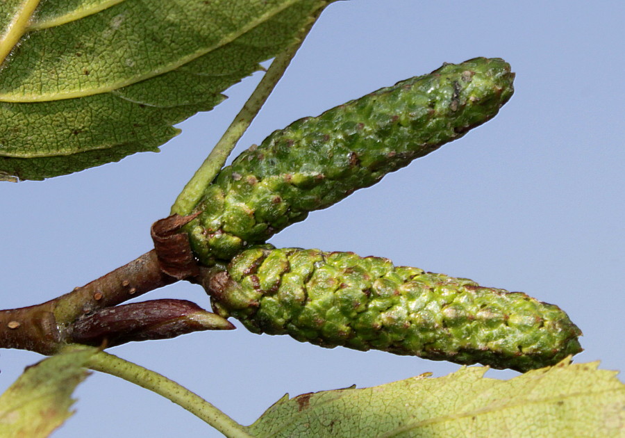 Изображение особи Duschekia alnobetula.