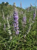 Vitex agnus-castus