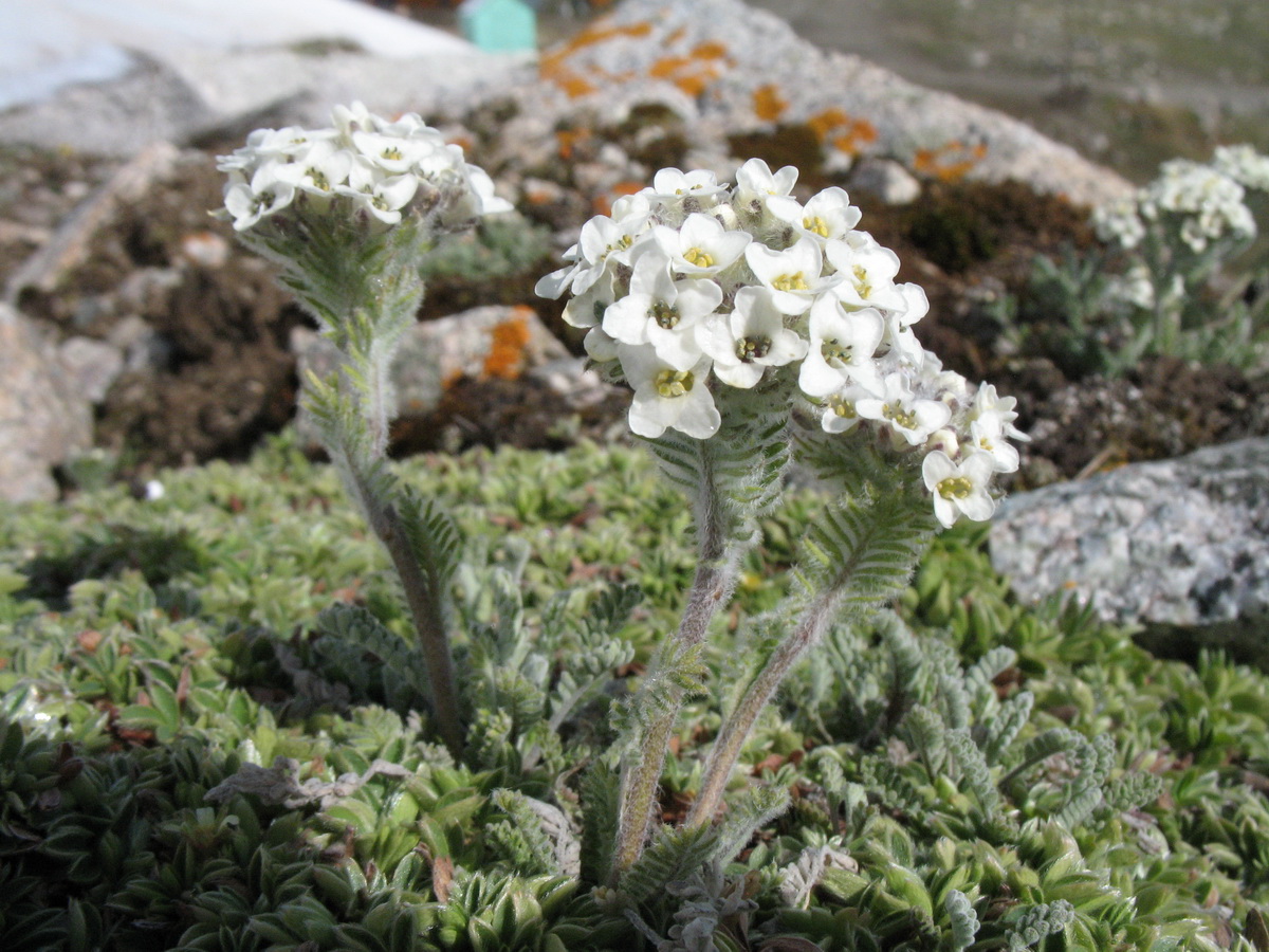 Изображение особи Smelowskia calycina.