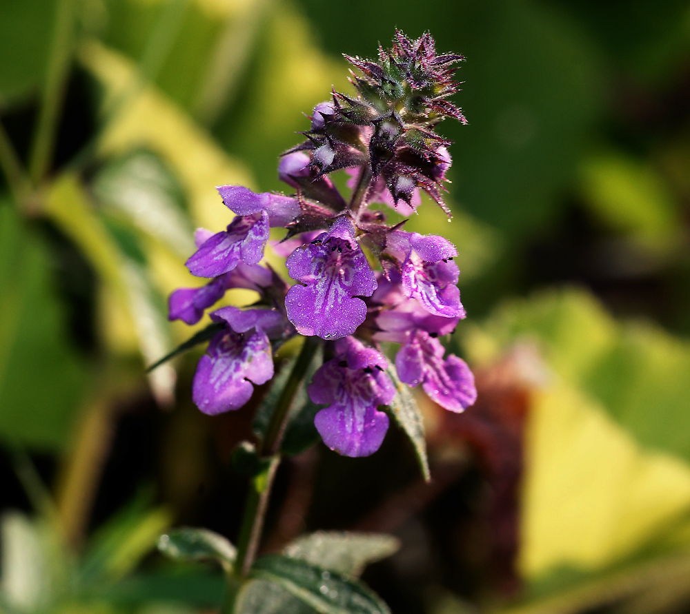 Изображение особи Stachys palustris.