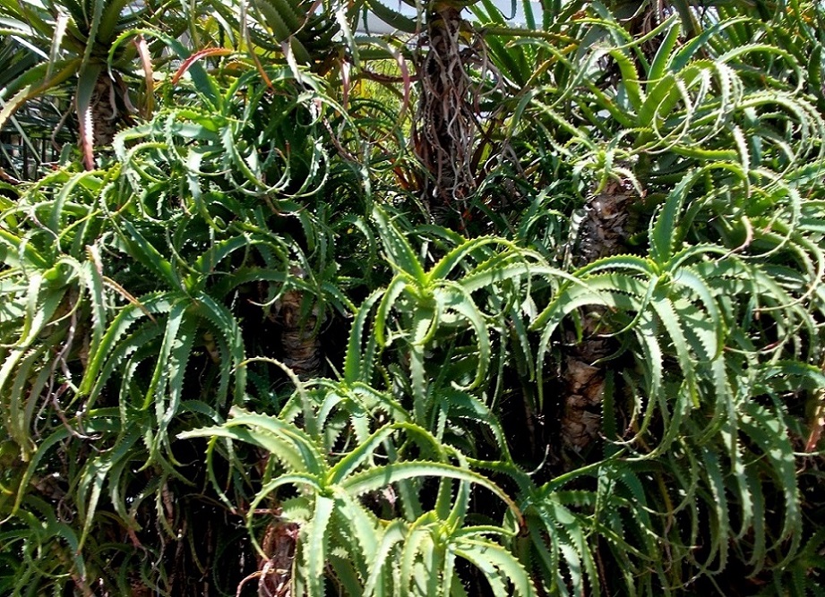 Изображение особи Aloe arborescens.