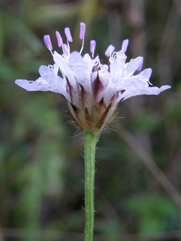 Изображение особи Cephalaria transsylvanica.