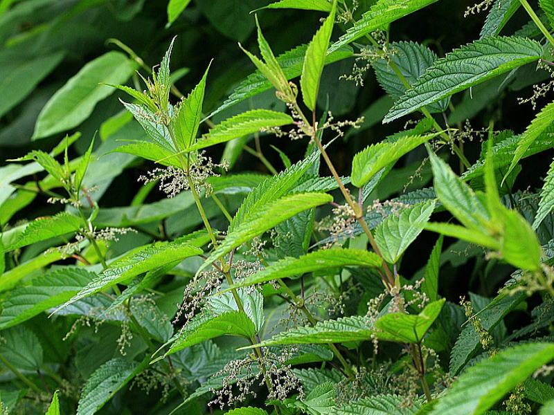 Image of Urtica platyphylla specimen.