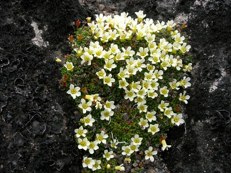 Изображение особи Diapensia obovata.