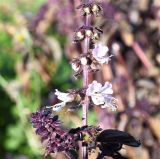 Ocimum basilicum