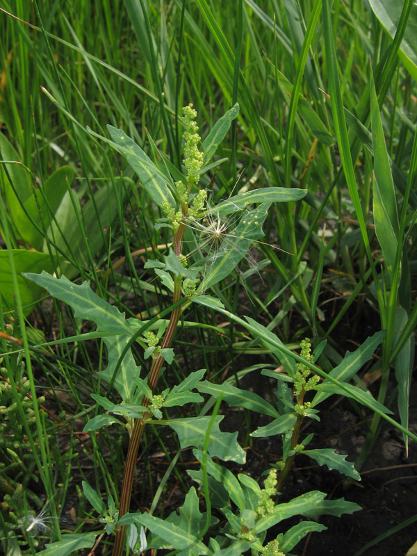 Image of Oxybasis glauca specimen.