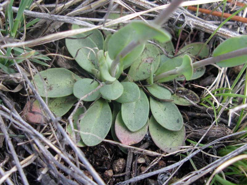 Image of Noccaea cochleariformis specimen.