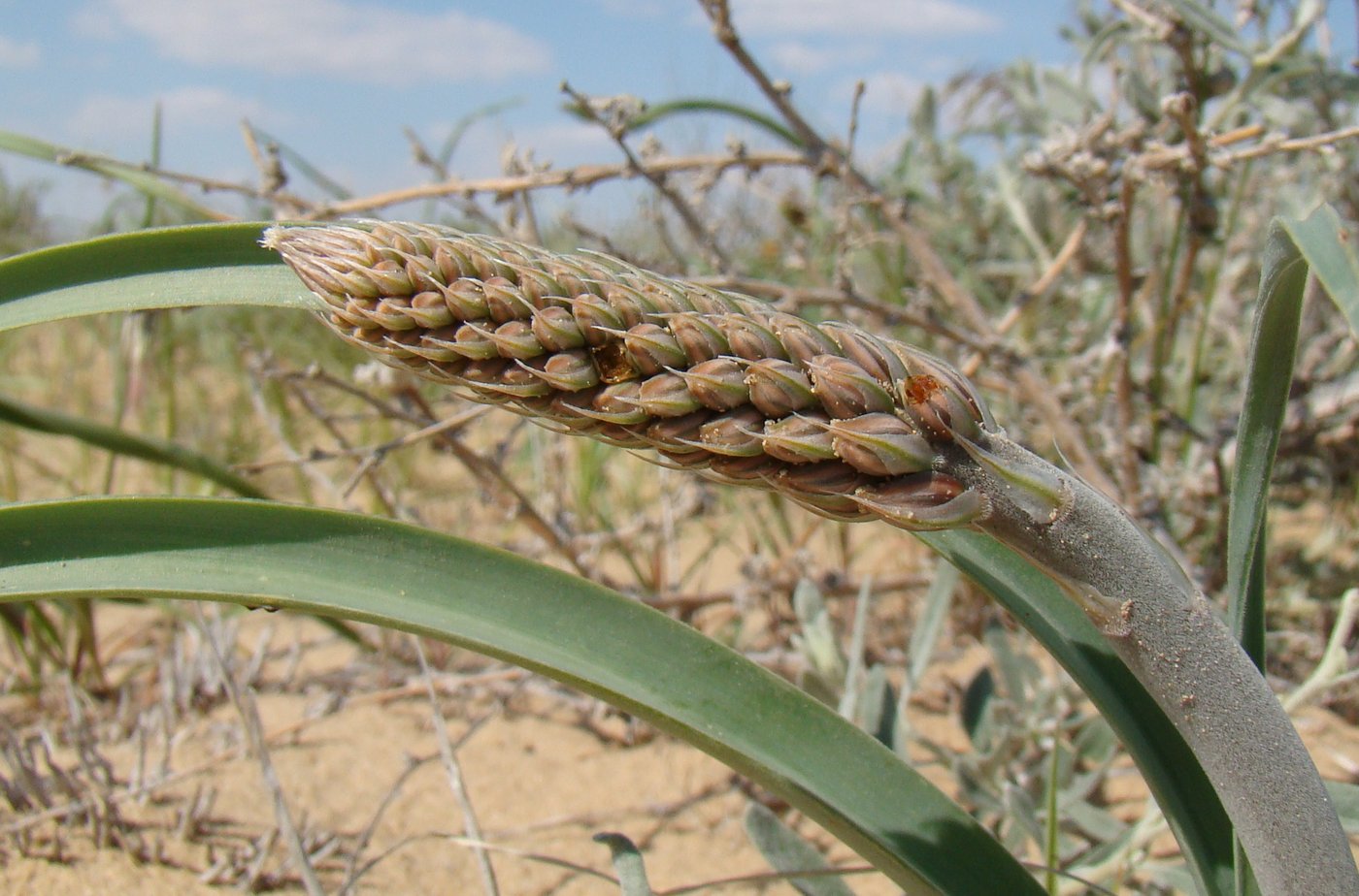 Изображение особи Eremurus inderiensis.