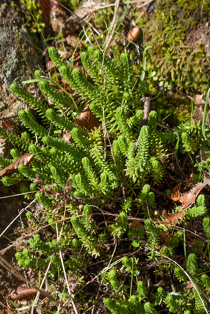 Изображение особи Sedum sexangulare.