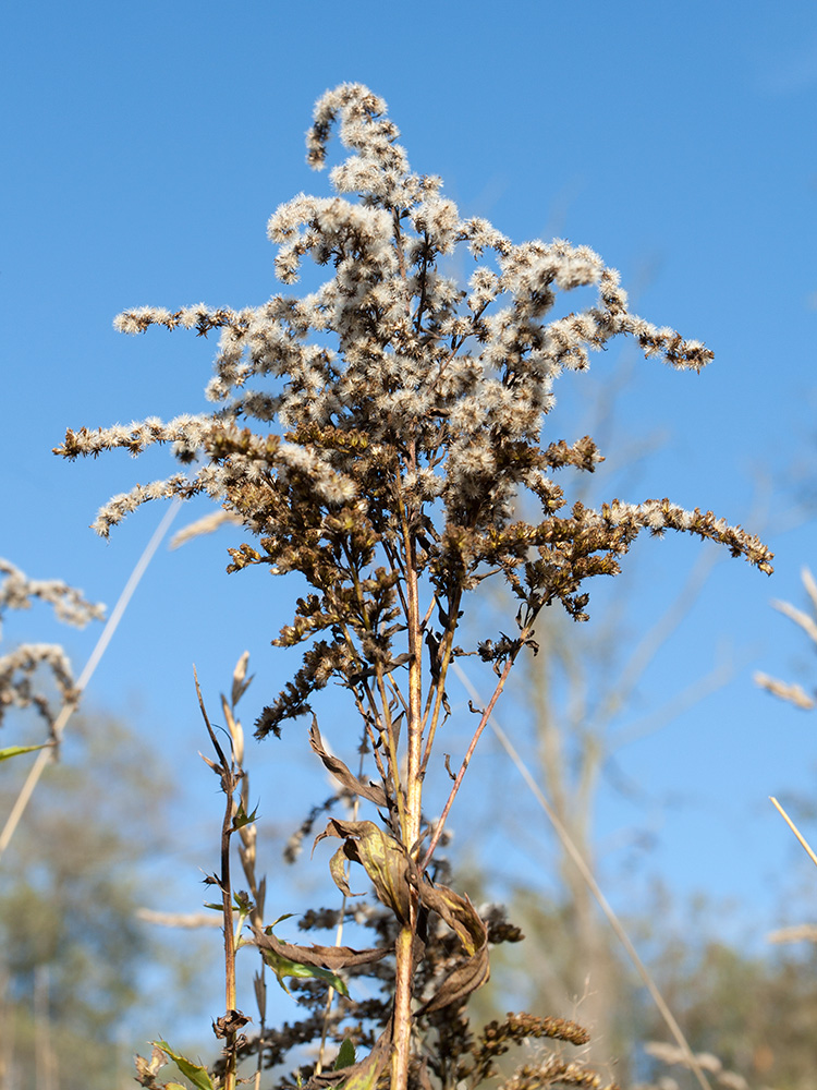 Image of Solidago canadensis specimen.