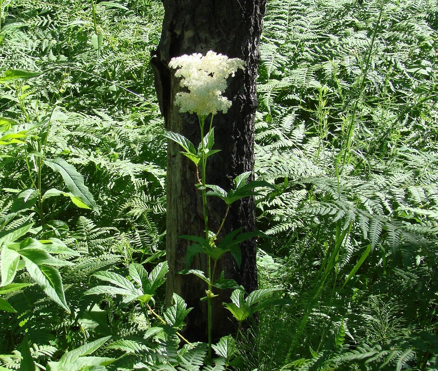 Image of Filipendula ulmaria specimen.