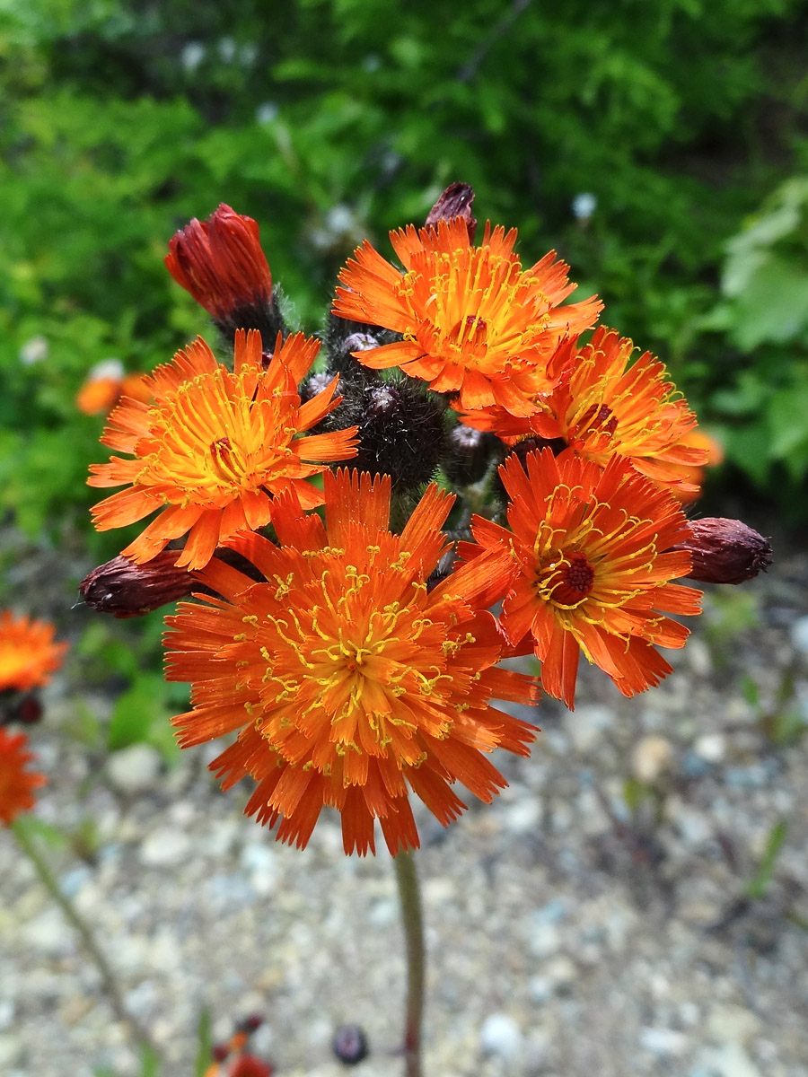 Image of Pilosella aurantiaca specimen.