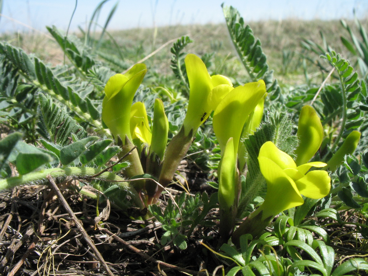 Image of Astragalus macronyx specimen.