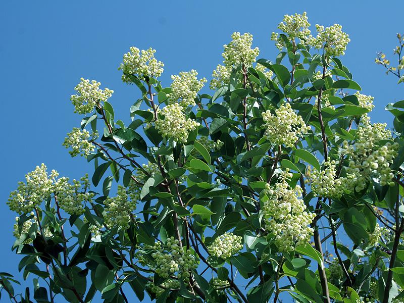 Image of Arbutus andrachne specimen.