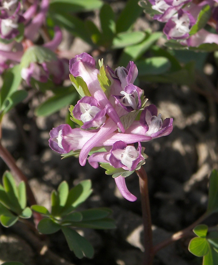 Image of Corydalis pumila specimen.