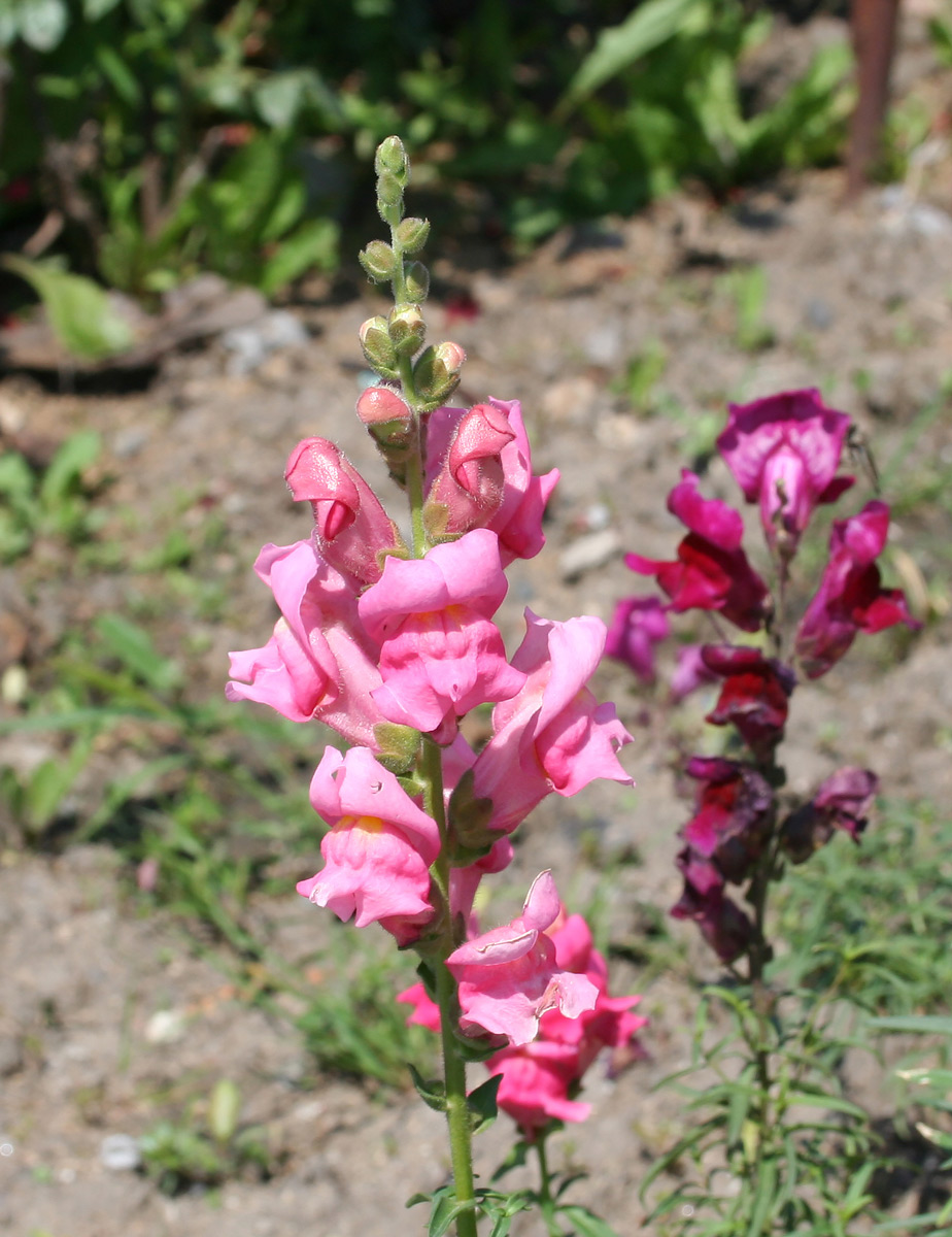 Изображение особи Antirrhinum majus.