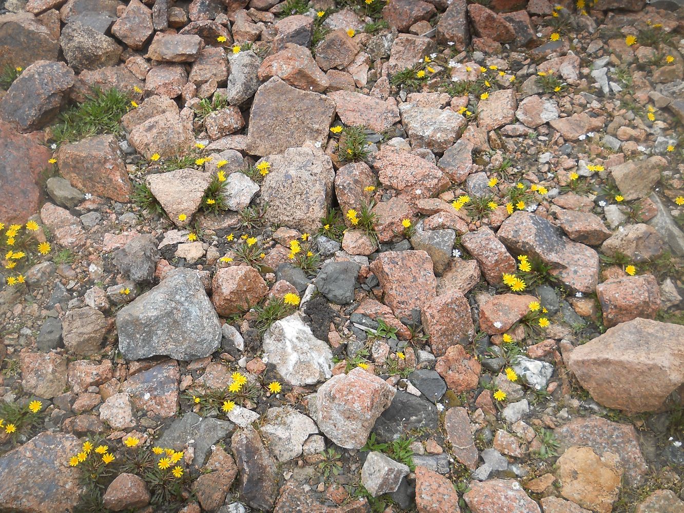 Image of genus Taraxacum specimen.