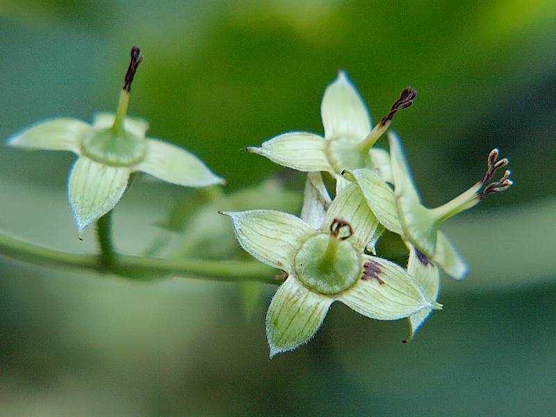 Image of Philadelphus coronarius specimen.