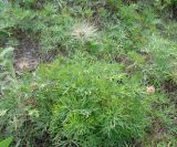 genus Pulsatilla. Плодоносящее растение. Якутия (Саха), южные окр. г. Якутска, холмы. 11.06.2012.