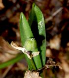 Scilla siberica