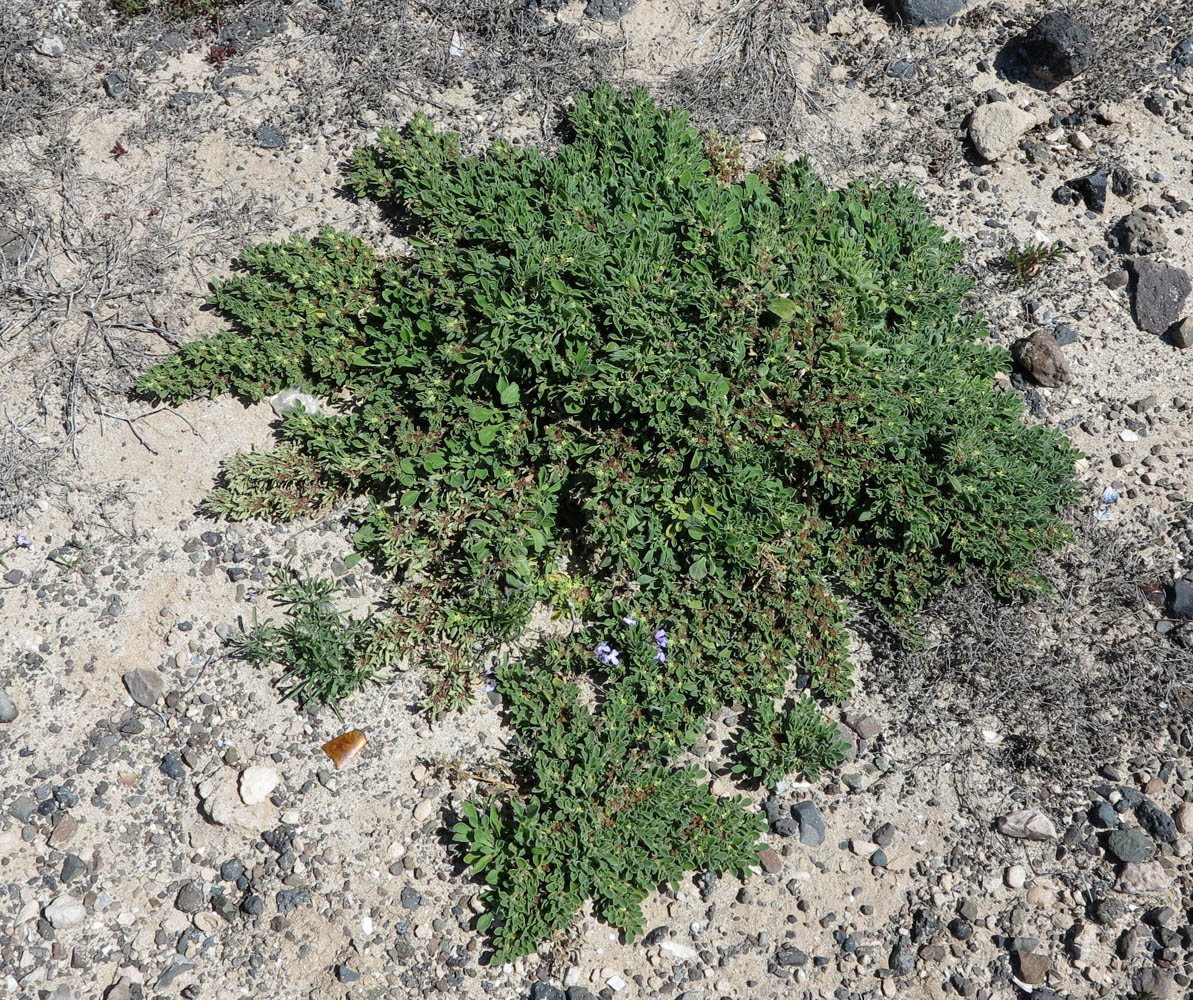 Image of Aizoon canariense specimen.