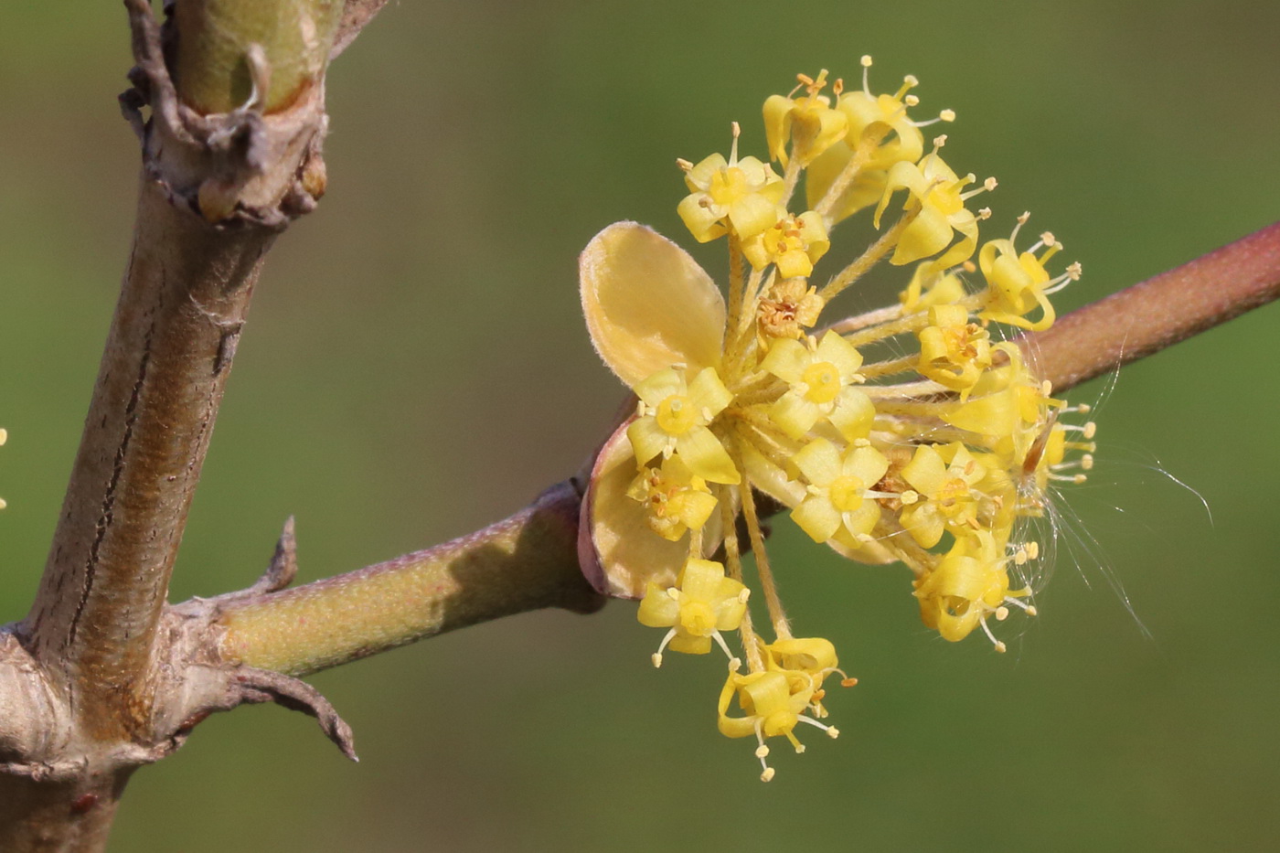 Image of Cornus mas specimen.