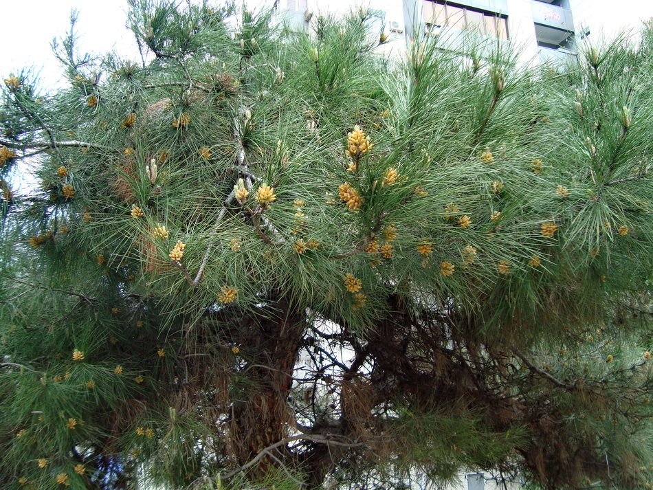 Image of genus Pinus specimen.