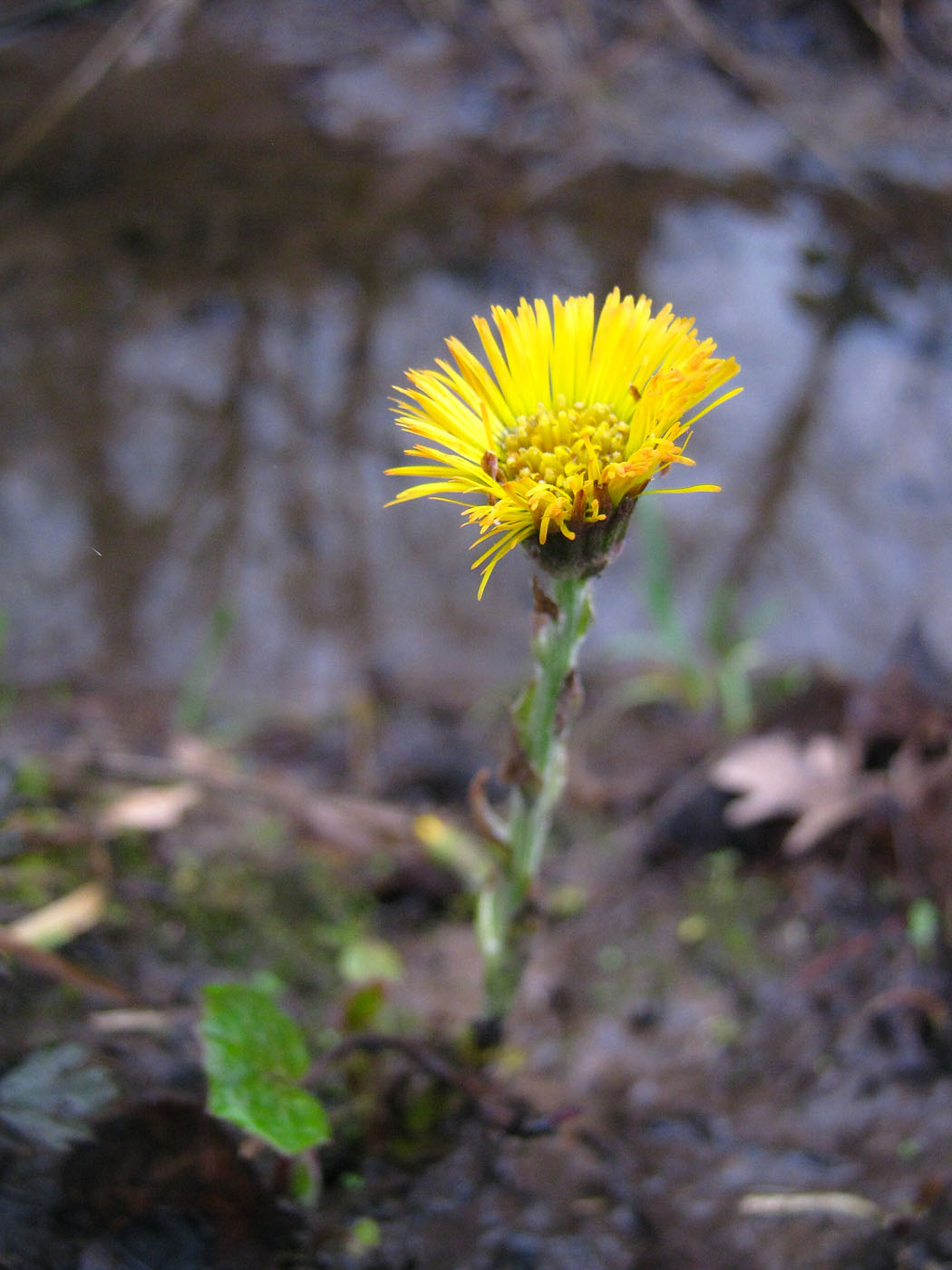 Image of Tussilago farfara specimen.