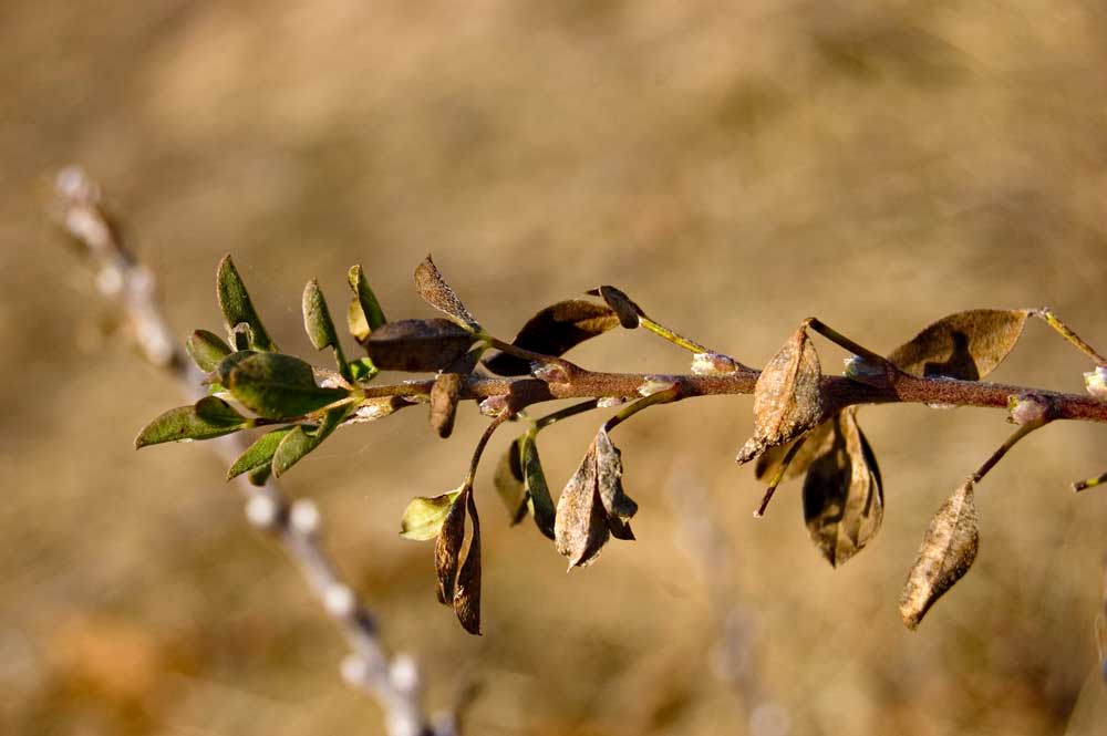 Image of Chamaecytisus ruthenicus specimen.