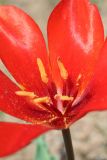 Tulipa butkovii