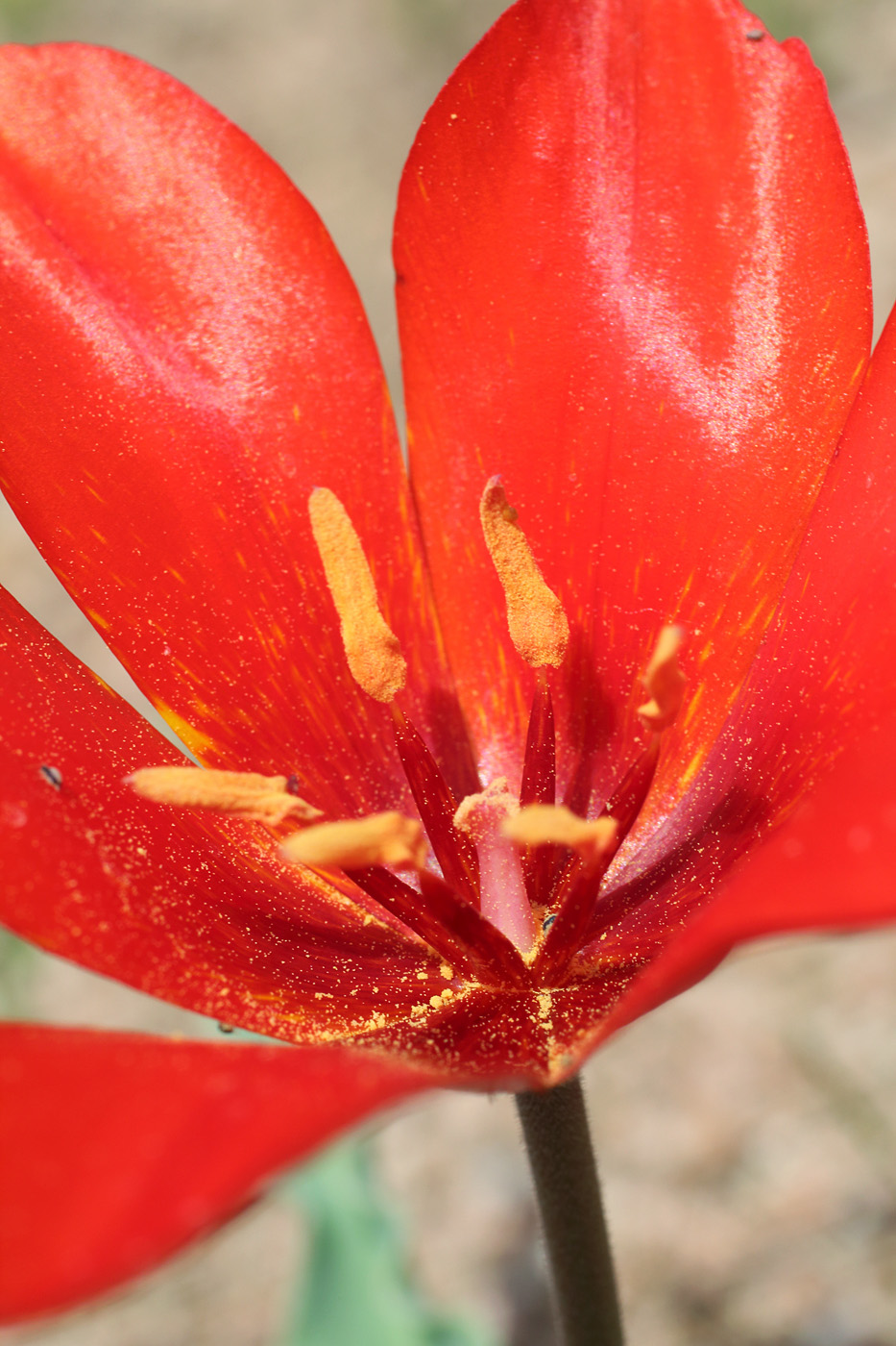 Image of Tulipa butkovii specimen.