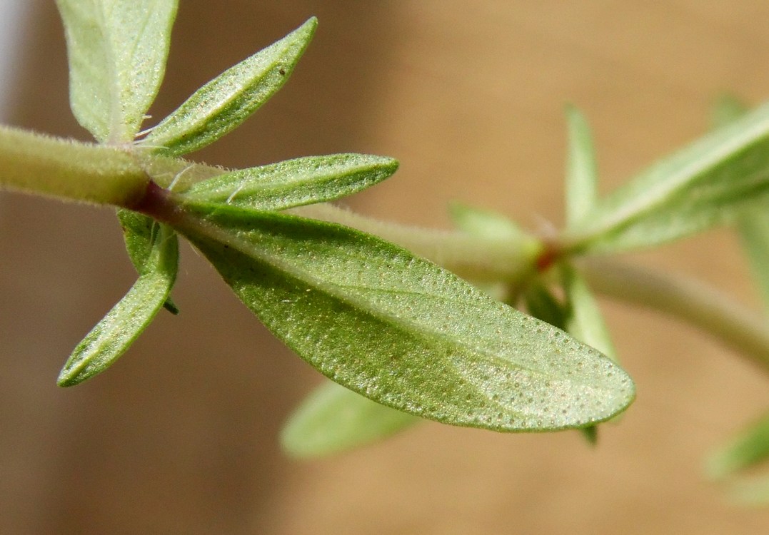 Изображение особи Thymus marschallianus.