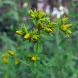 Hypericum perforatum