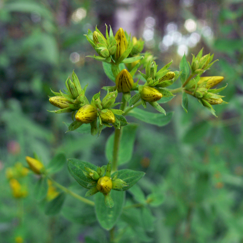 Image of Hypericum perforatum specimen.