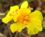 Смотреть изображение Verbascum pinnatifidum
